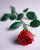 In memory of all former scouts who are no longer with us.